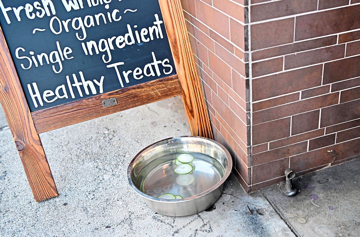 Hautedog cuisine US restaurant caters to canine gourmets The Star