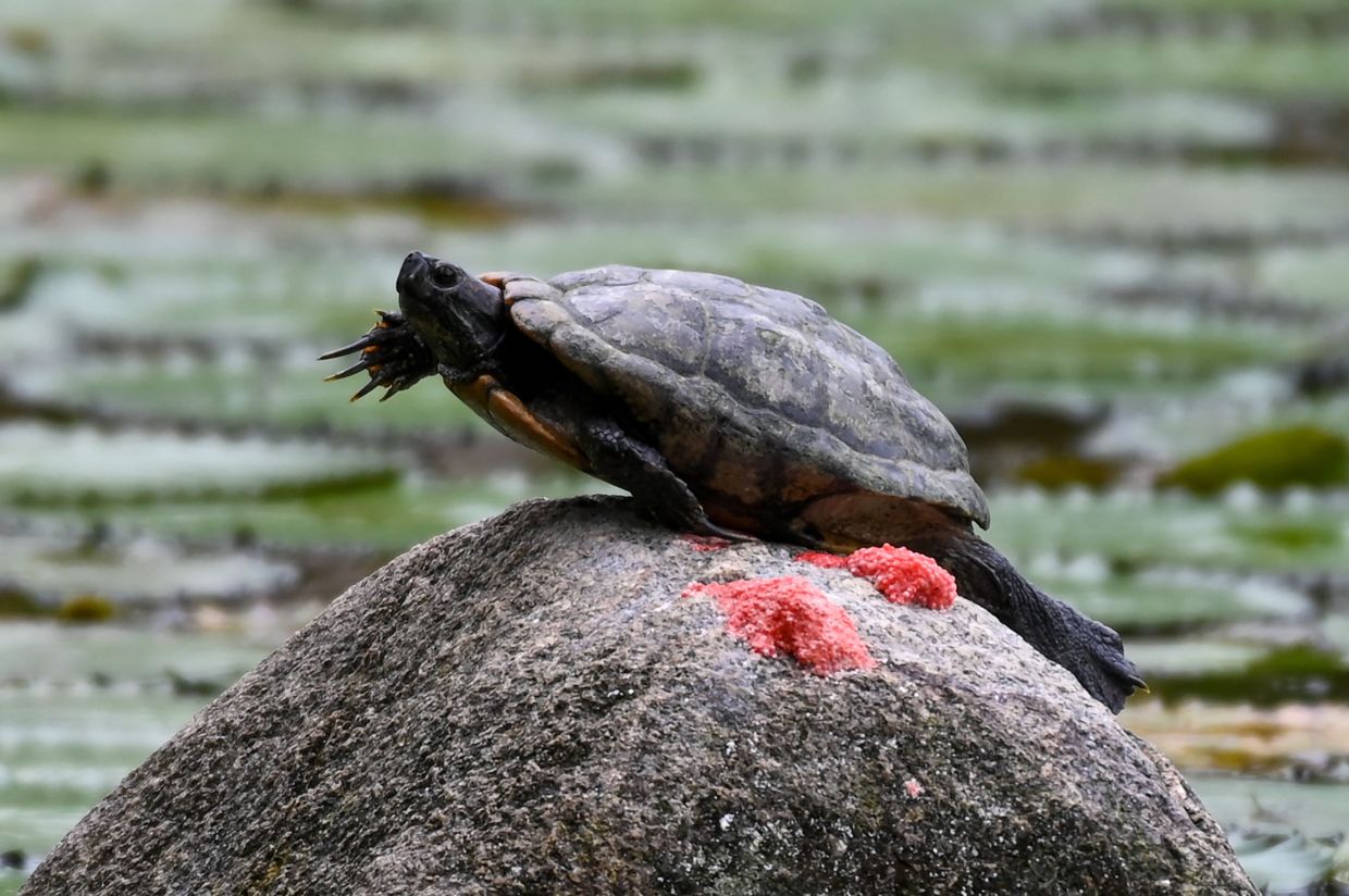 A terrapin sits on a rock at Gardens by the Bay in Singapore on Tuesday, October 12, 2022. - AFP