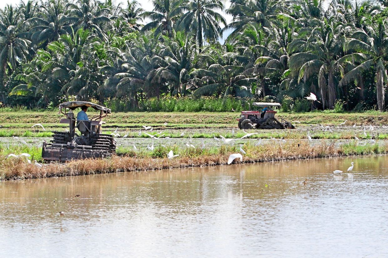 Kedah farmers need more to weather the monsoon - Vimarsana News
