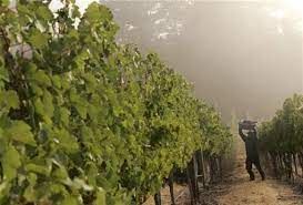 English winemakers toast summer heatwaves - Vimarsana News