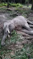 Sabah Wildlife Dept investigating death of pygmy elephant in Kalabakan district