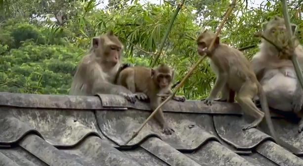 Starving Ayutthaya monkeys invade homes after months of flooding | The Star