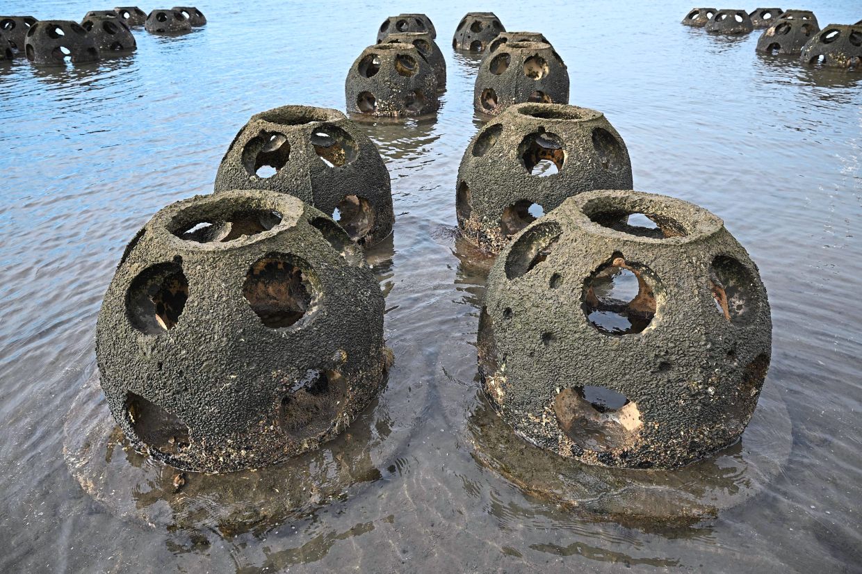Scientists turn to the humble oyster to save California's coasts - Vimarsana News