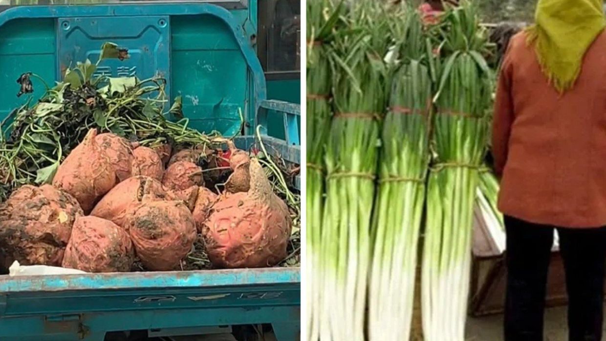 'Unbelievably big' Chinese sweet potatoes larger than human heads, spring onions taller than adults – giant produce shocks Internet - Vimarsana News