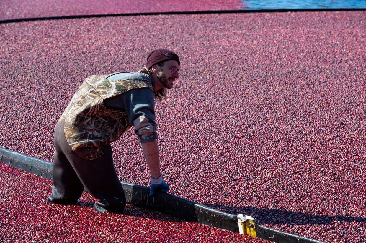 Cranberry farmers fight climate change to protect Thanksgiving staple - Vimarsana News