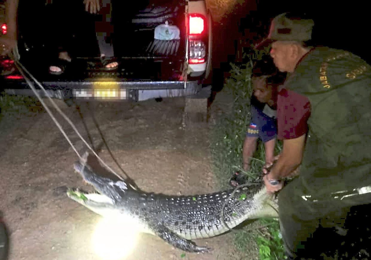 Crocodile shot dead after complaints lodged - Vimarsana News