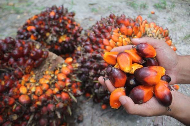 Palm oil prices seen ticking up as rains slash output and demand strengthens