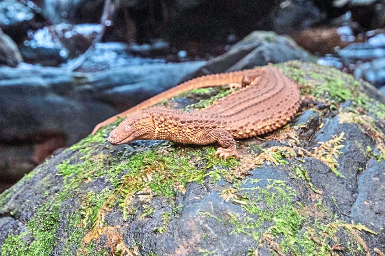Duo chance upon 'living fossil' - Vimarsana News