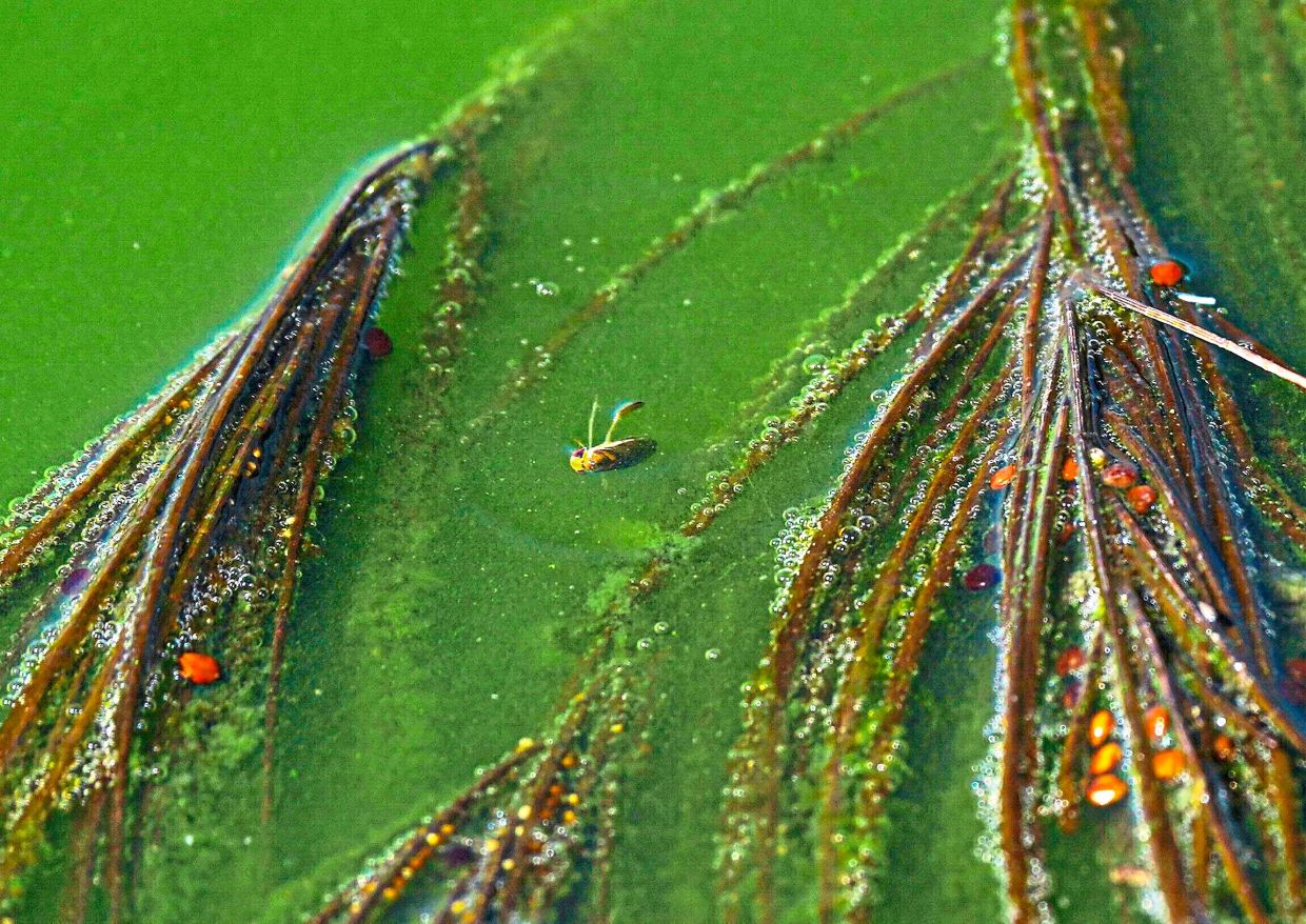 'Mexican caviar' is a threatened, traditional delicacy - Vimarsana News