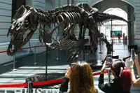 T-Rex skeleton on auction display in Singapore, experts decry 'harmful' sale