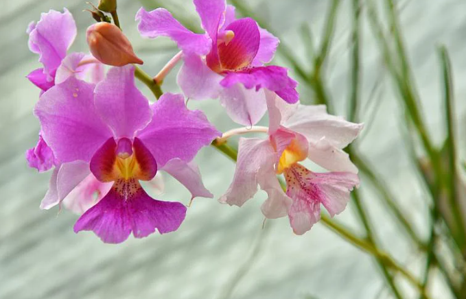 DNA of Singapore's national flower reveals an anti-ageing compound in orchid - Vimarsana News