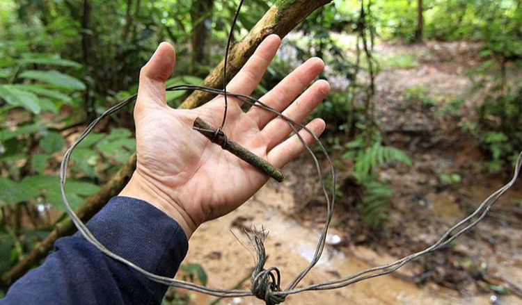 "Zero-Snaring" campaign in Cambodia ends with satisfactory results, says top official - Vimarsana News