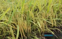 Vietnamese scientist discovers anti-cancer agents from rice husks