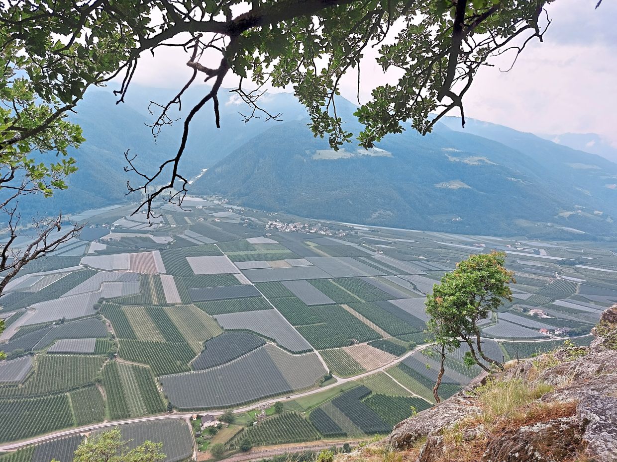 Apple orchards in the valley covered in mesh netting.