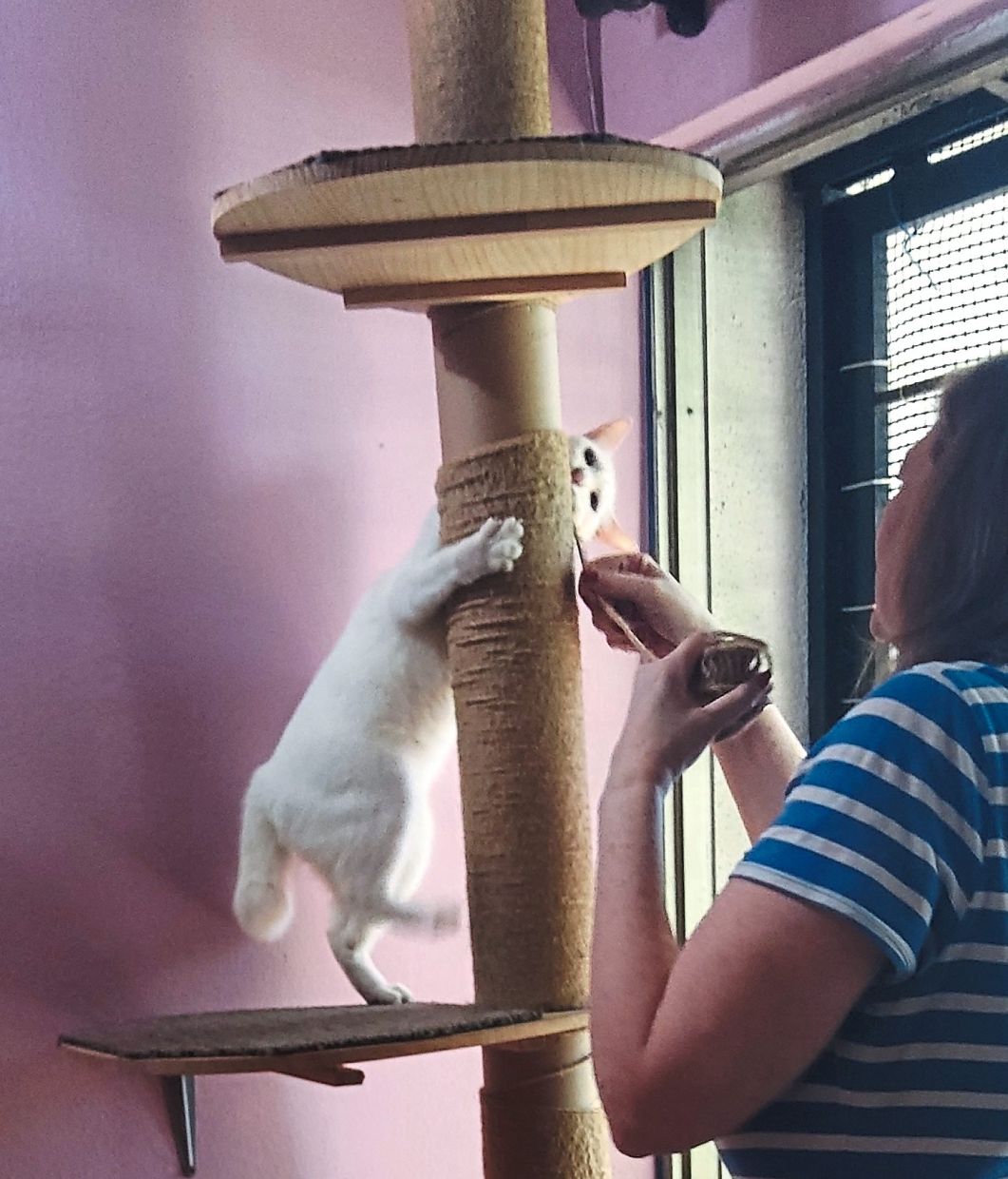 Offering your cat excellent clawing places like sisal rope-covered poles can distract them from clawing your furniture. Photo: Ellen Whyte