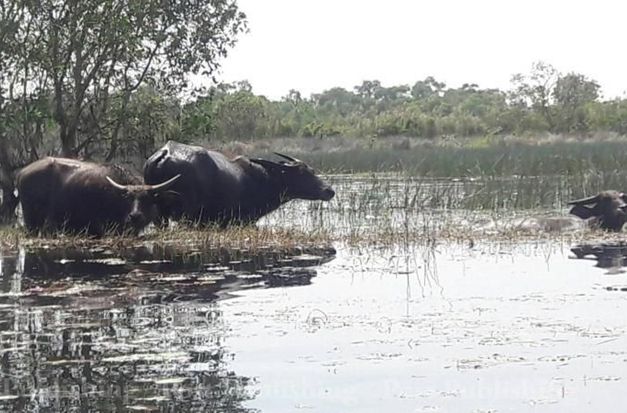 Thailand province Phatthalung's Thale Noi Wetland buffaloes get FAO recognition - Vimarsana News