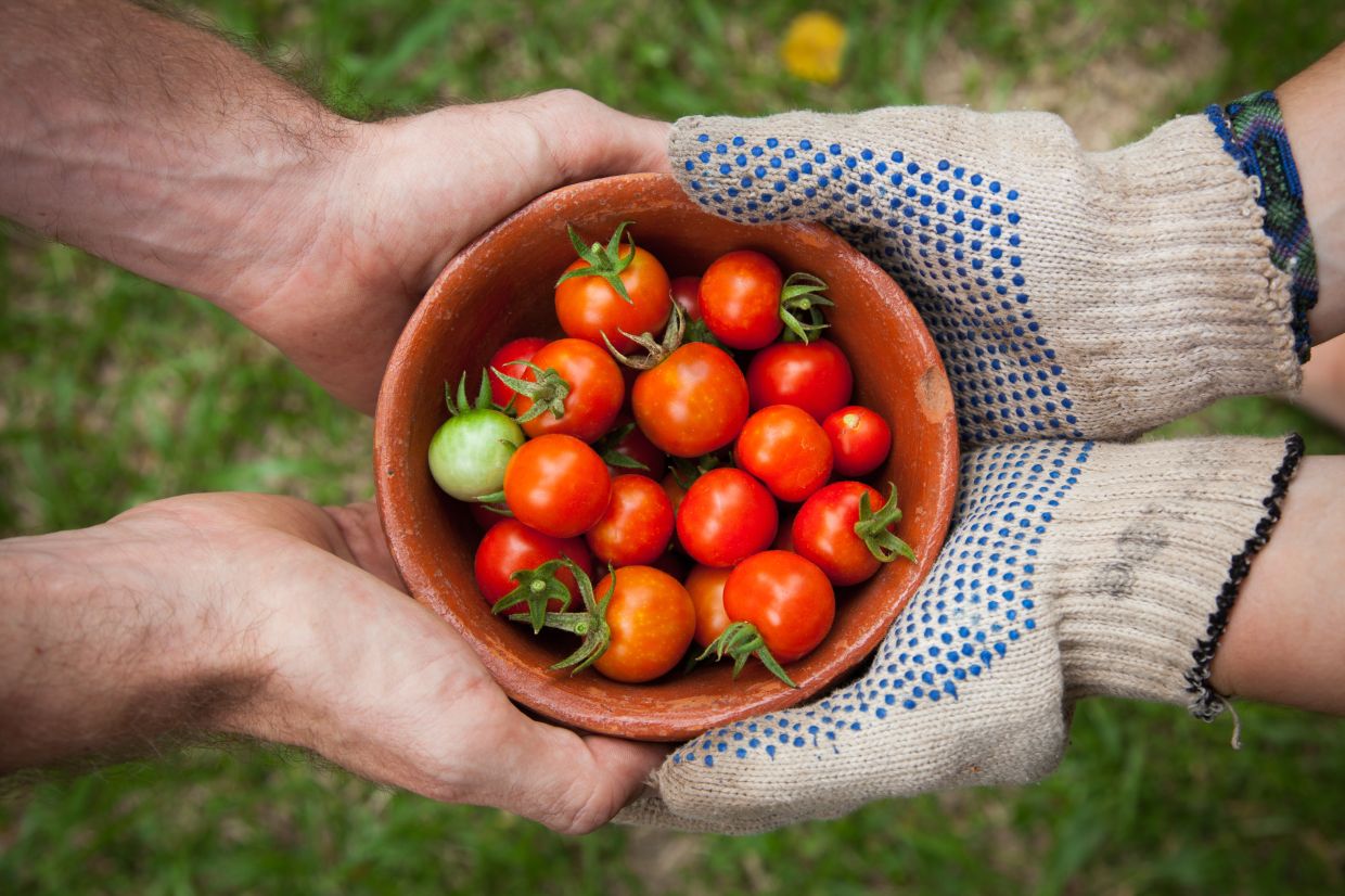Produce growers are coming for your kids on TikTok - Vimarsana News
