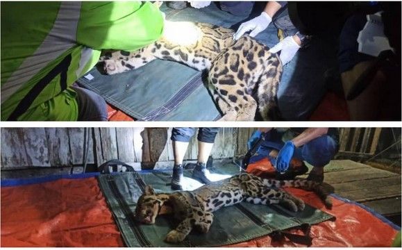 QuickCheck: Did a clouded leopard enter a couple's house in Pahang? - Vimarsana News