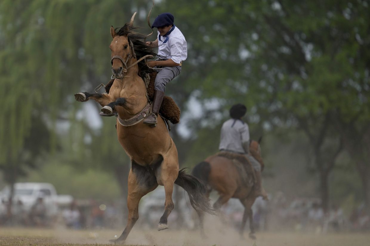 A man falls from a horse at a rodeo exhibition during Tradition Day. Photo: AP 