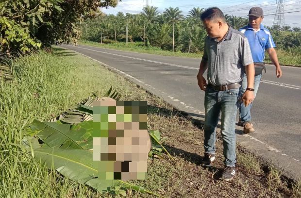 Juvenile elephant killed in Lahad Datu accident - Vimarsana News