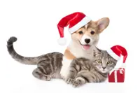 Pets Tales: A joyful giving Christmas