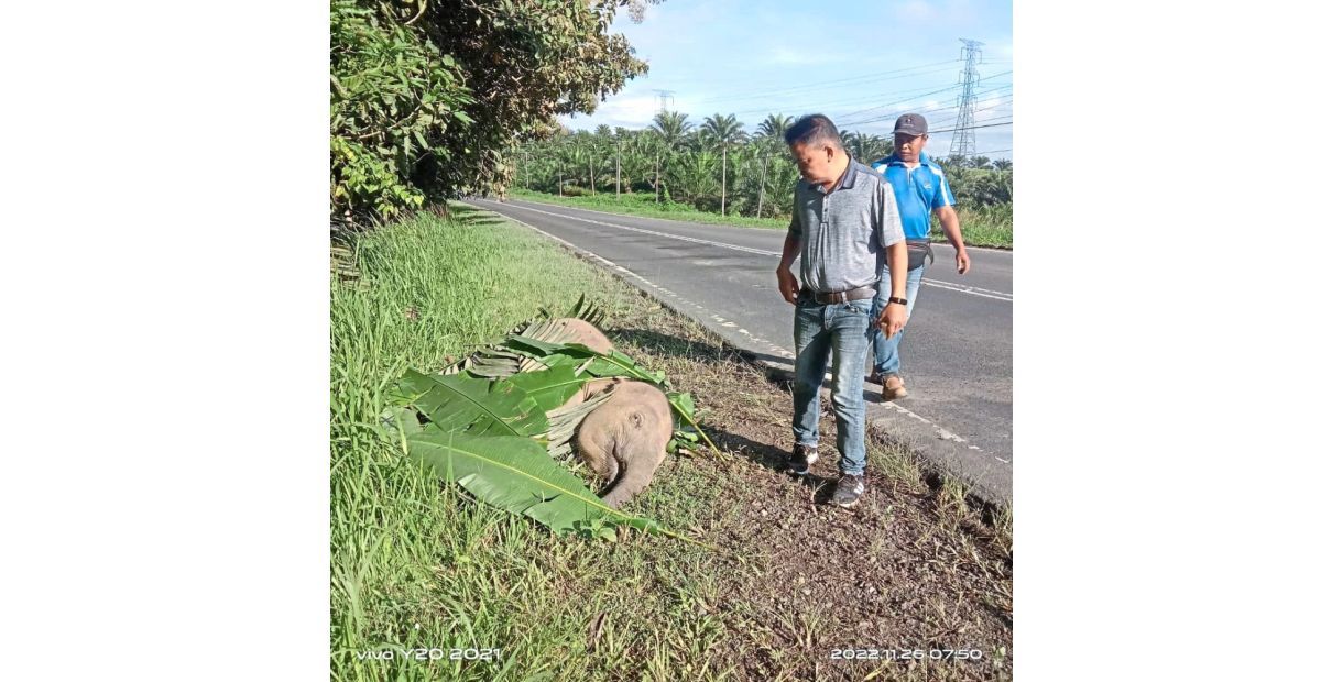 Pygmy elephant calf killed in early morning road crash - Vimarsana News