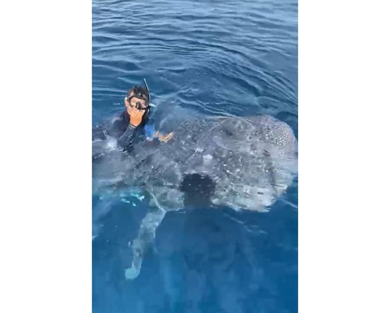 Don't disturb aquatic life, say Sabah authorities - Vimarsana News