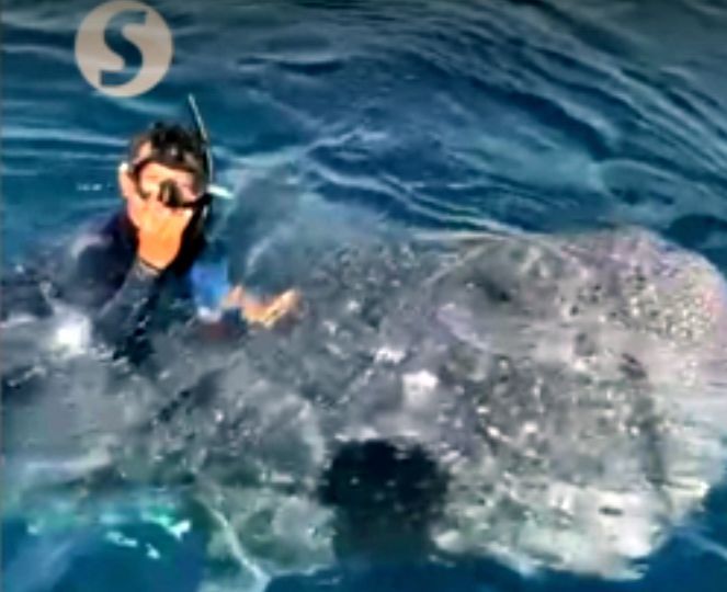 Sabah Parks going after whale shark rider in Semporna waters - Vimarsana News