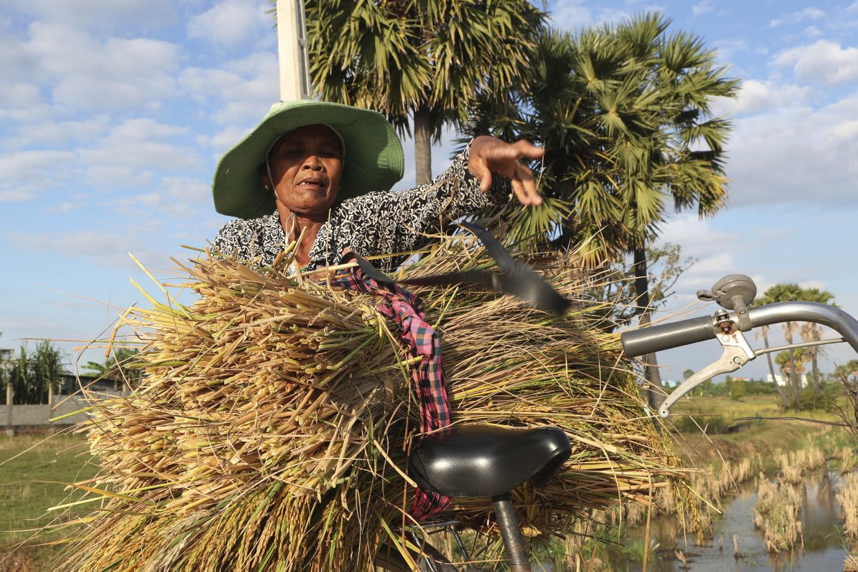 A woman tires her rice bundles after collecting from a paddy field during an early rice harvesting season on the outskirts of Phnom Penh, Cambodia, Monday, Nov. 28, 2022. - AP