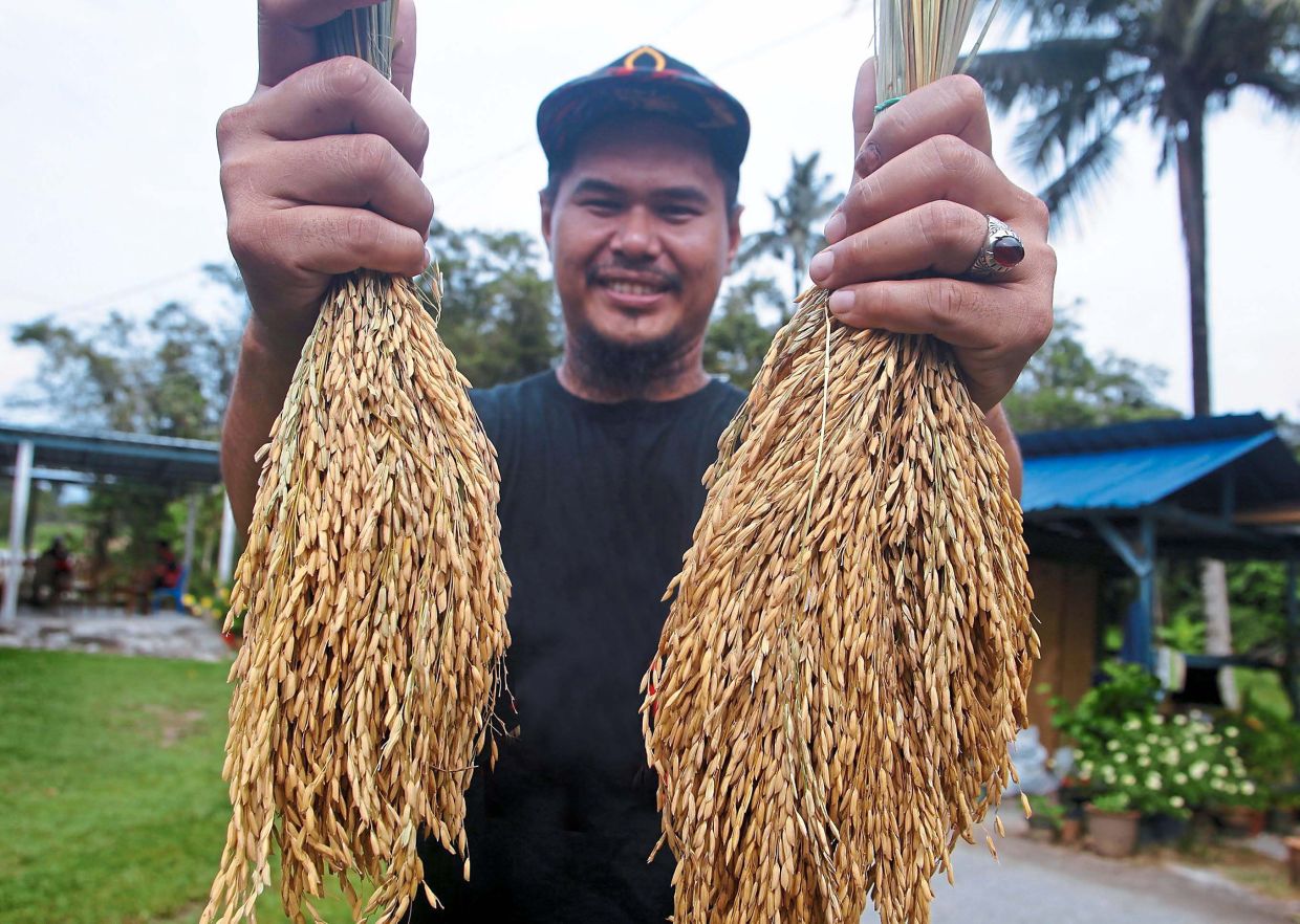 Eddrus Iskandar showing off the harvested padi. — Bernama