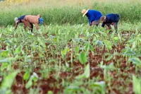 Droughts and rising seas put Cuba’s agriculture under threat