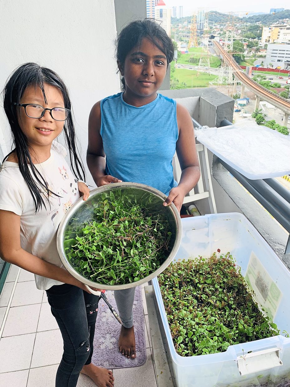 The writer’s daughter Asha Krishnan (right) and her best friend Isobel Ong harvesting vegetables from the regenerative organic vegetable terrarium.