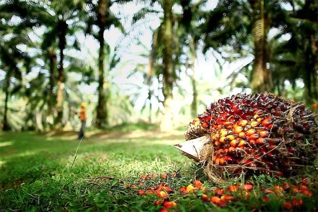ESG challenges in the palm oil industry | The Star