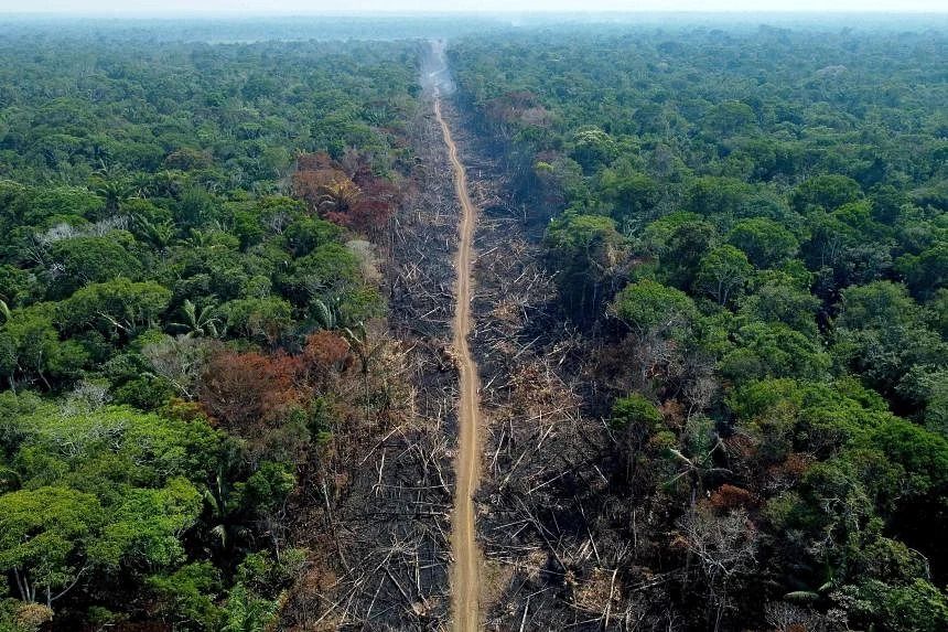 Singapore keen to play role in stemming nature crisis - Vimarsana News