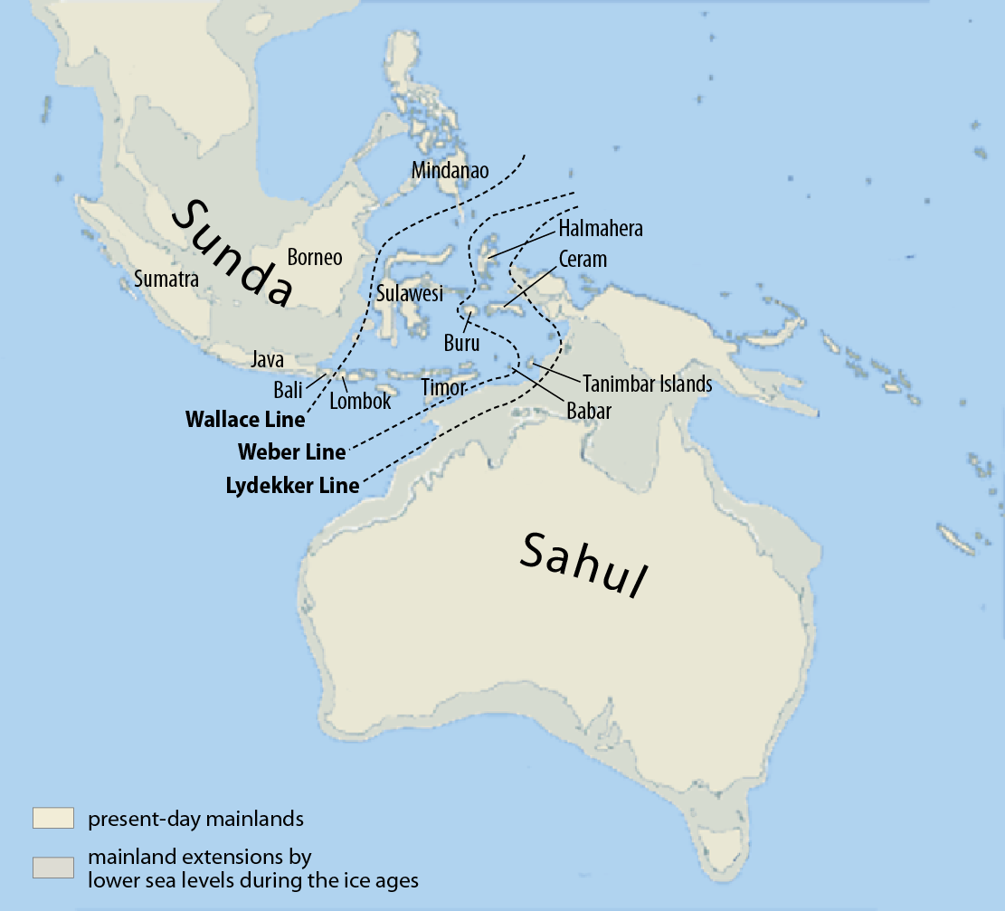 The Sahul Shelf and the Sunda Shelf today. Both shelves were above sea level during the last ice age. The area in between is called 'Wallacea' after the Wallace line that divides fauna between the two regions. - CC BY-SA 3.0