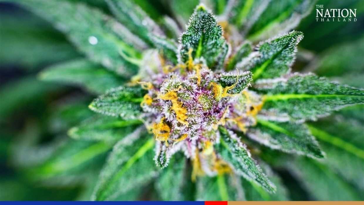E-shopping platforms in Thailand warned to stamp out ganja sales - Vimarsana News