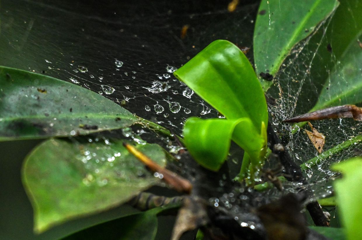 This picture shows drops of rain water on a spider web at Pasir Ris mangrove swamp in Singapore. - AFP