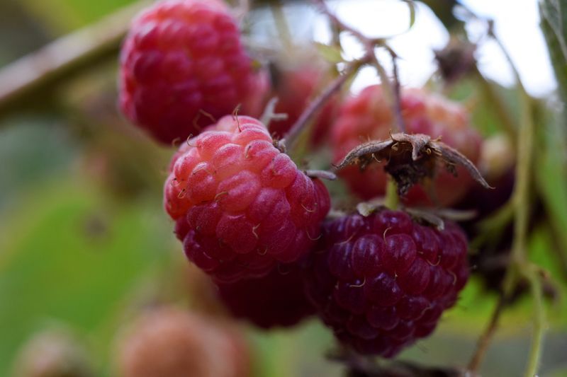 Chile investigates hepatitis A-tainted raspberries recalled in U.S. - Vimarsana News