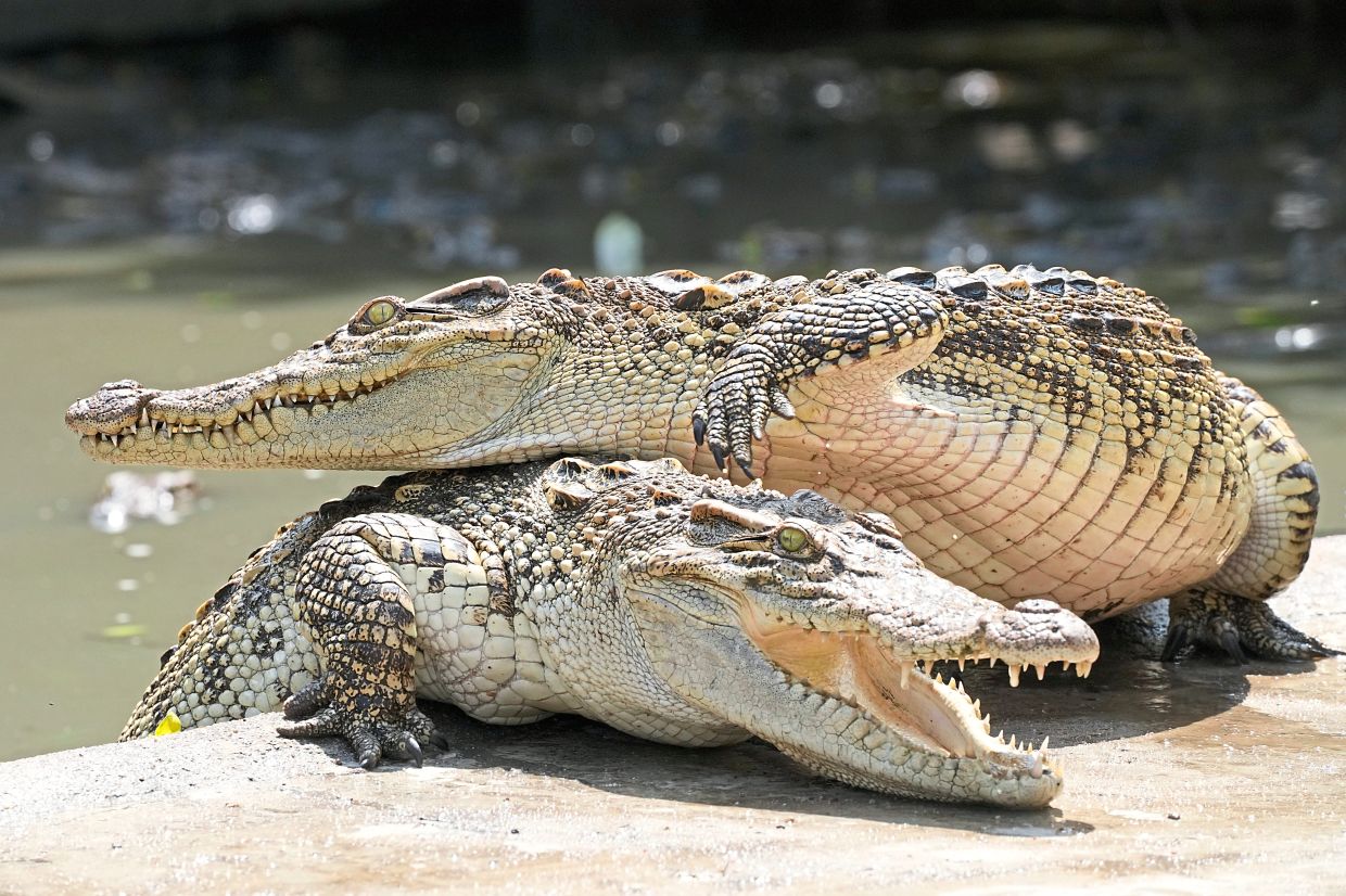 Unlike on TV, it can take days to catch a croc, says Sabah Wildlife Dept - Vimarsana News