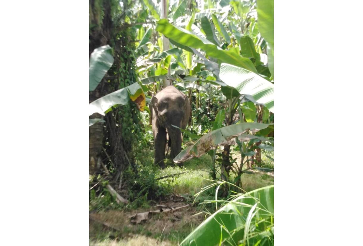 School roving elephant safely caught, to be translocated, says Sabah officials - Vimarsana News