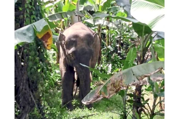 Baby elephant wanderer in safe hands - Vimarsana News