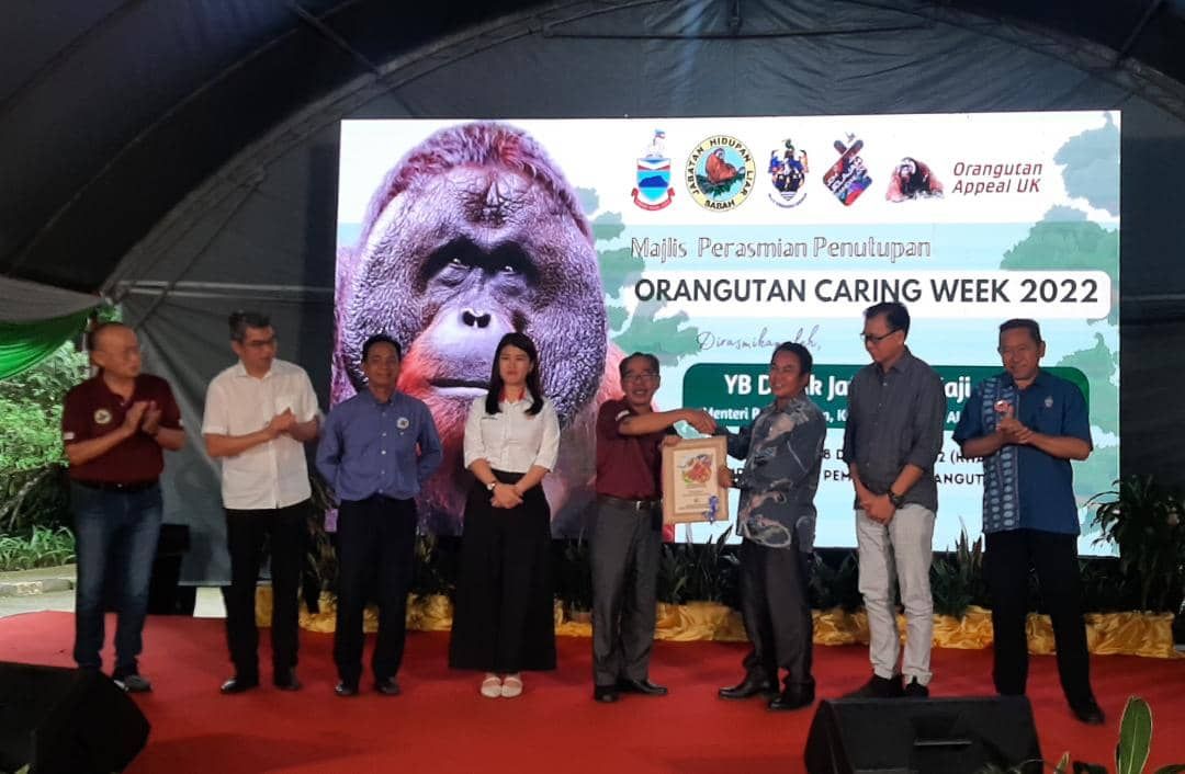 Sabah's orangutan population at risk if state action plan not implemented, says Minister - Vimarsana News
