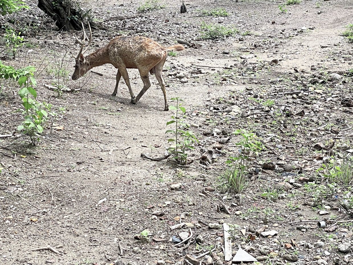 Apart from the giant lizards, other small animals live on the island too, like deer and wild boar. 