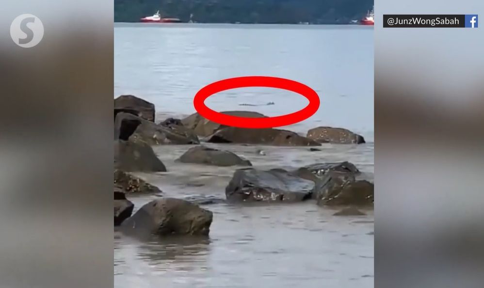 Croc spotted at KK's popular Likas Bay beach - Vimarsana News