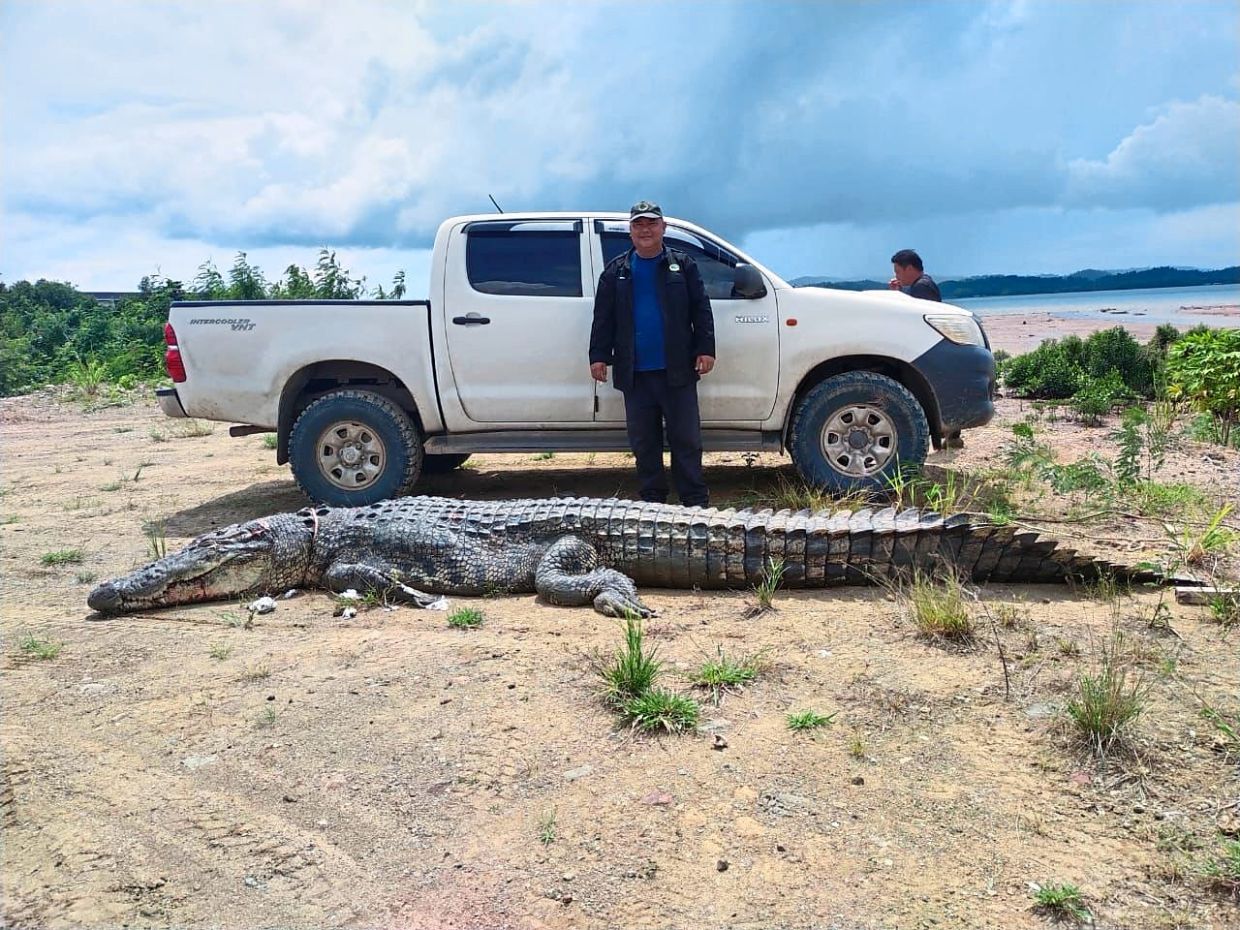 On the croc trail - Vimarsana News