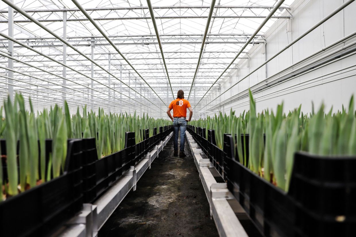 Bert De Groot, 35, bitcoin engineer and owner of Bitcoin Brabant, wearing a t-shirt with the bitcoin logo among growing tulips in a greenhouse heated with bitcoin miners near Amsterdam. — AFP
