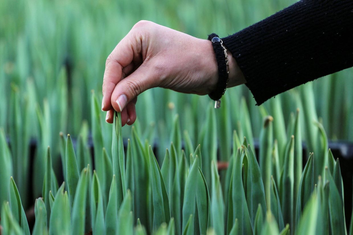 Cash crops: Dutch use bitcoin mining to grow tulips - Vimarsana News