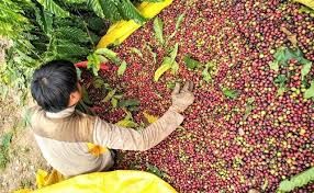 Sustainability critical to success of Vietnamese coffee industry - Vimarsana News