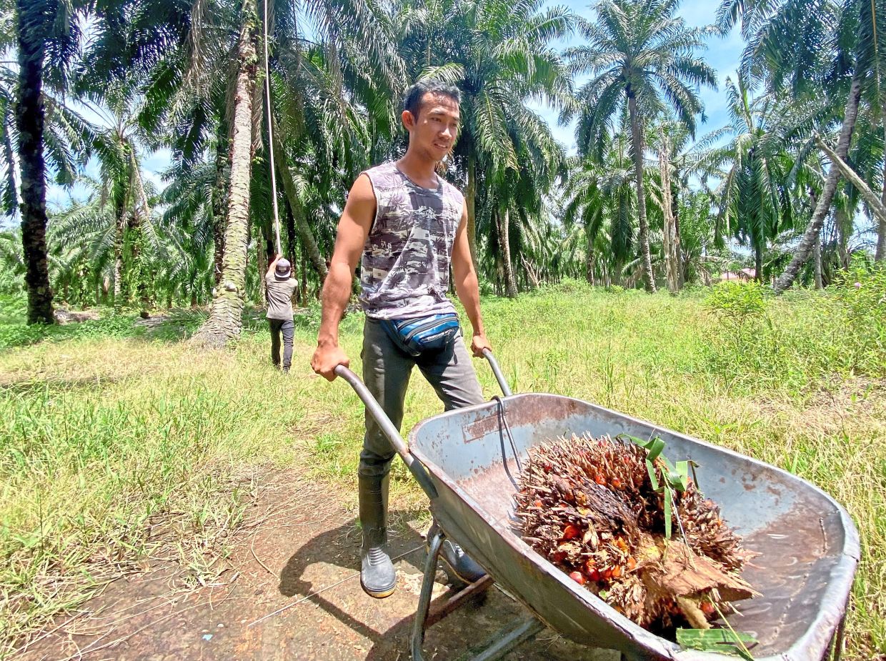 Short position Commodities boom, CPO windfall tax The Star