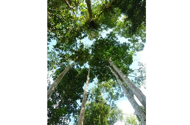 Addressing forestry governance in Malaysia - Vimarsana News
